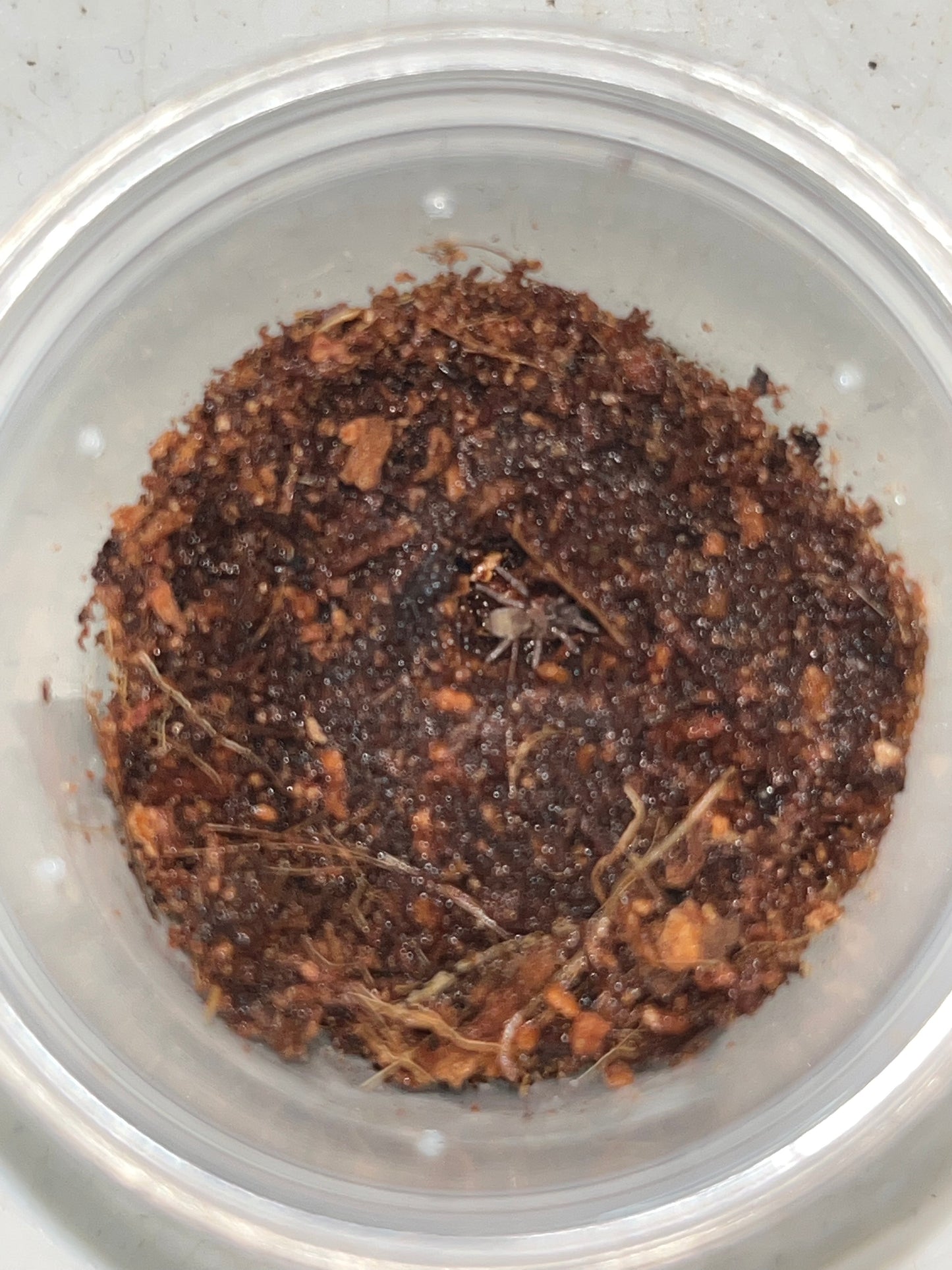 Cyriocosmus Leetzi (Colombian or Venezuelan Dwarf Beauty)