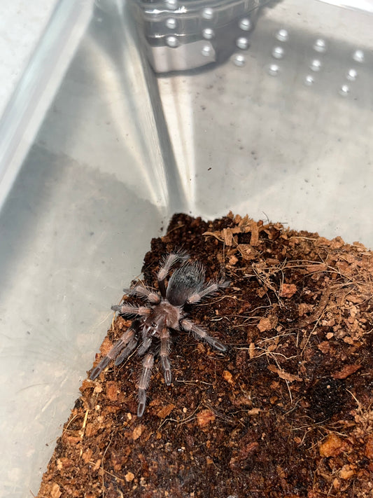 Brachypelma Auratum (Mexican Flame Knee)