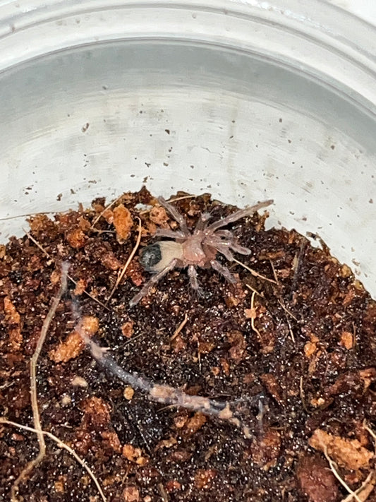 Aphonopelma Anax (Texas Giant Tan)