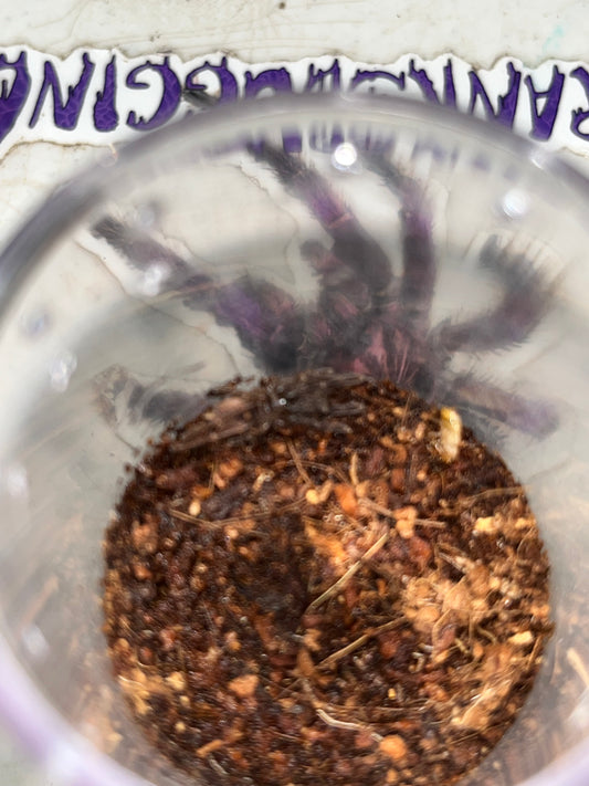 Haploclastus Devamatha (LSD Earth Tiger)