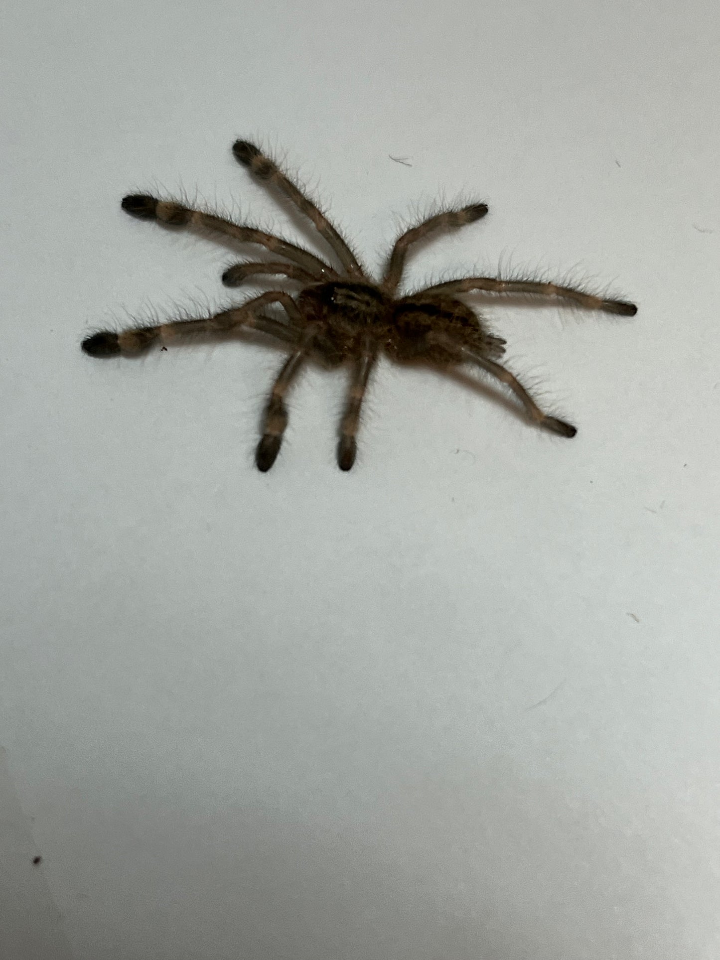 Poecilotheria Subfusca Highland (Ivory Ornamental Highland) *California Sales Only