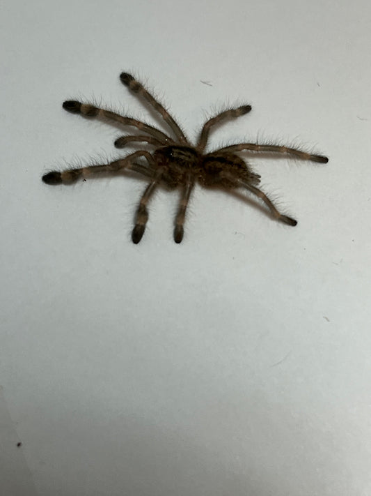 Poecilotheria Subfusca Highland (Ivory Ornamental Highland) *California Sales Only