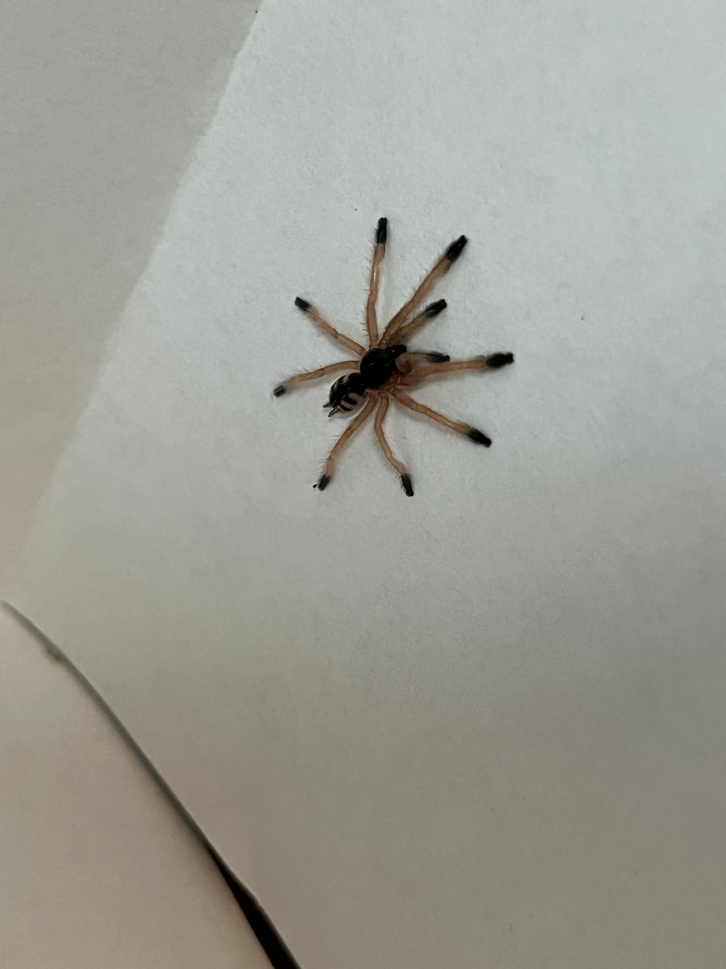 Amazonius Germani (Orange Tree Spider)