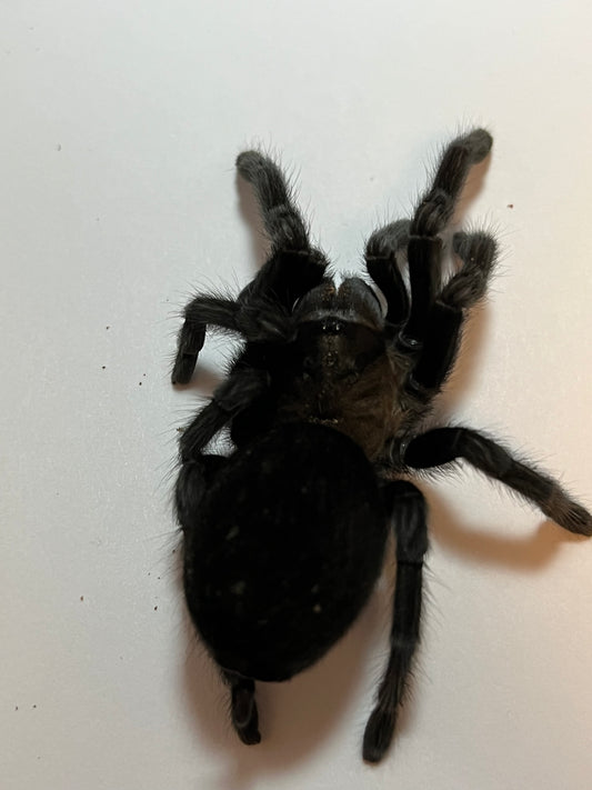 Tliltocatl Schroederi (Mexican Black Velvet)