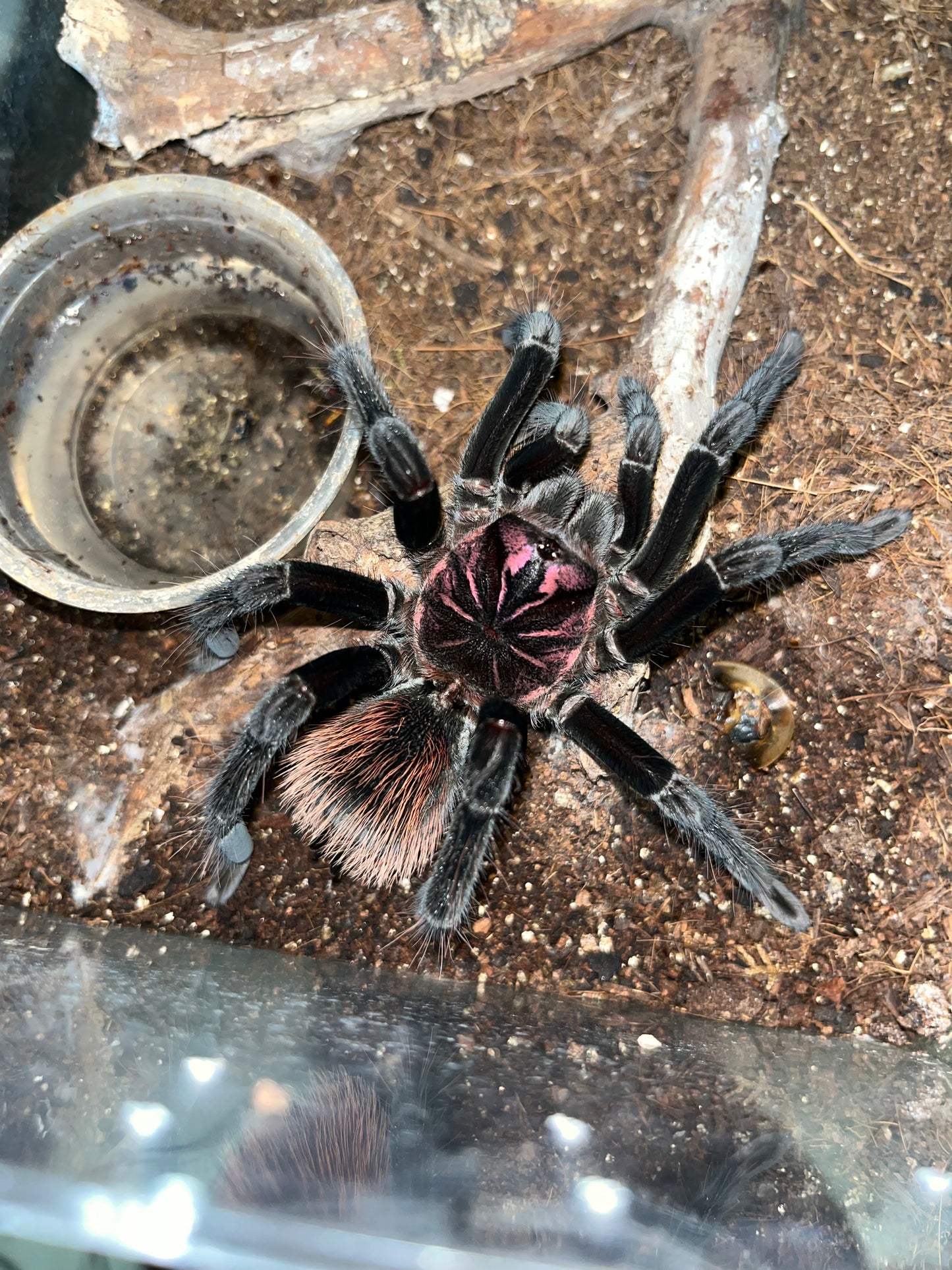 Xenesthis sp intermedia (Amazon Blue Bloom) 1.5 inch