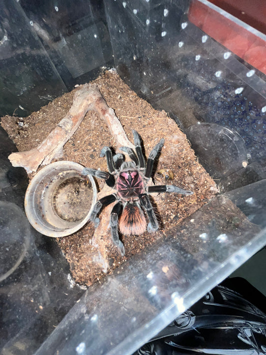 Xenesthis sp intermedia (Amazon Blue Bloom) 1.5 inch