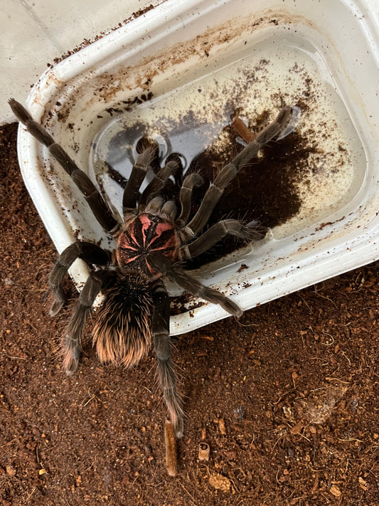 Xenesthis sp bright 4 in