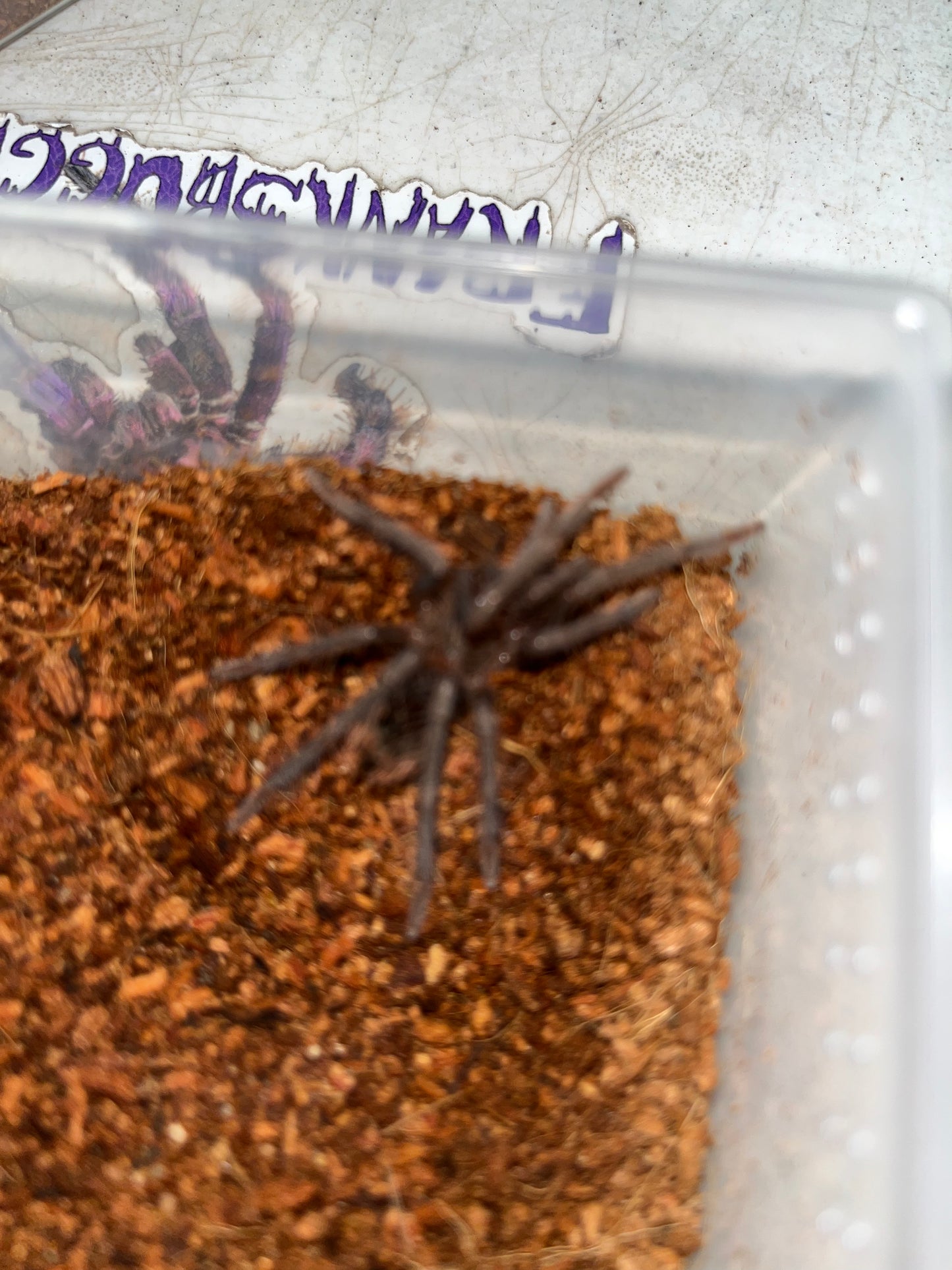 Xenesthis sp. immanis (Colombian Lesser Back)