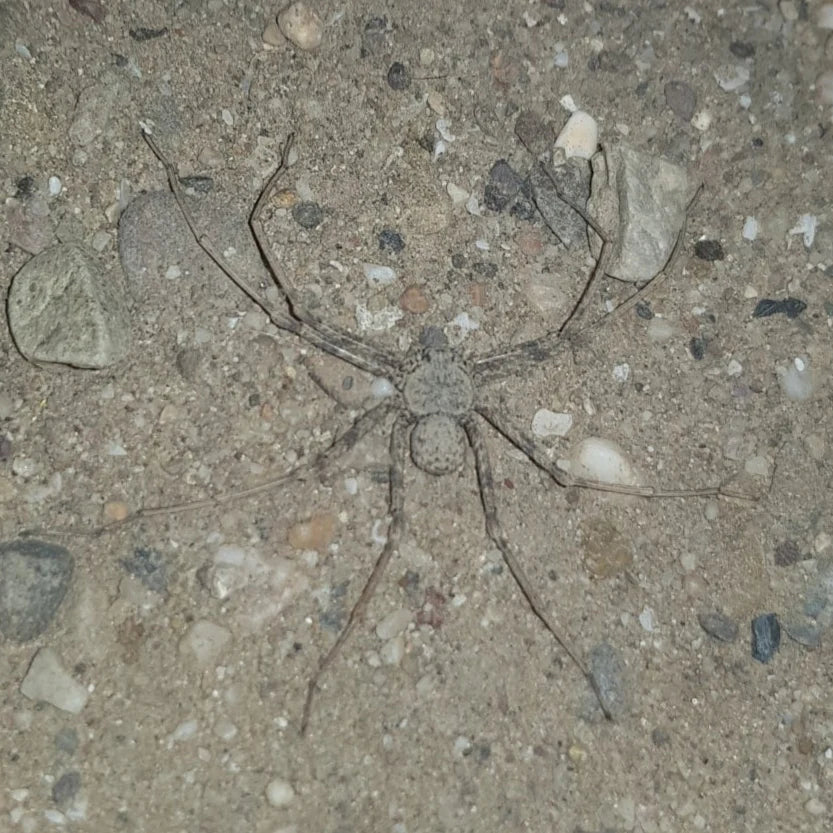 Sicarius gracilis