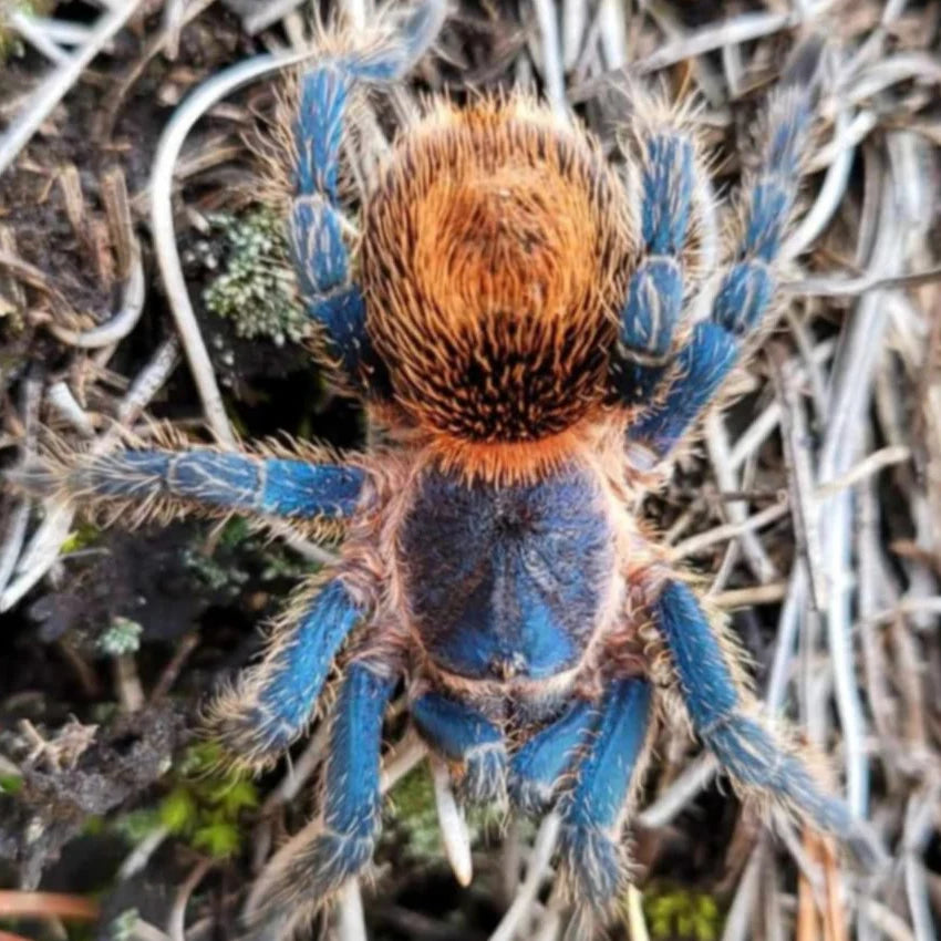 Thrixopelma sp Cielo Azul