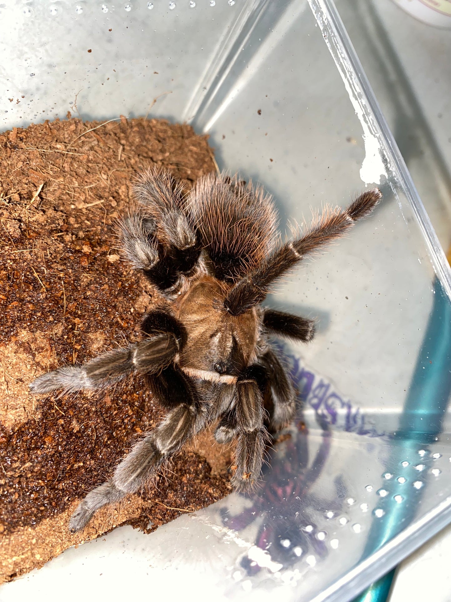 Aphonopelma sp Encinos (Encinos Amber) 1 in