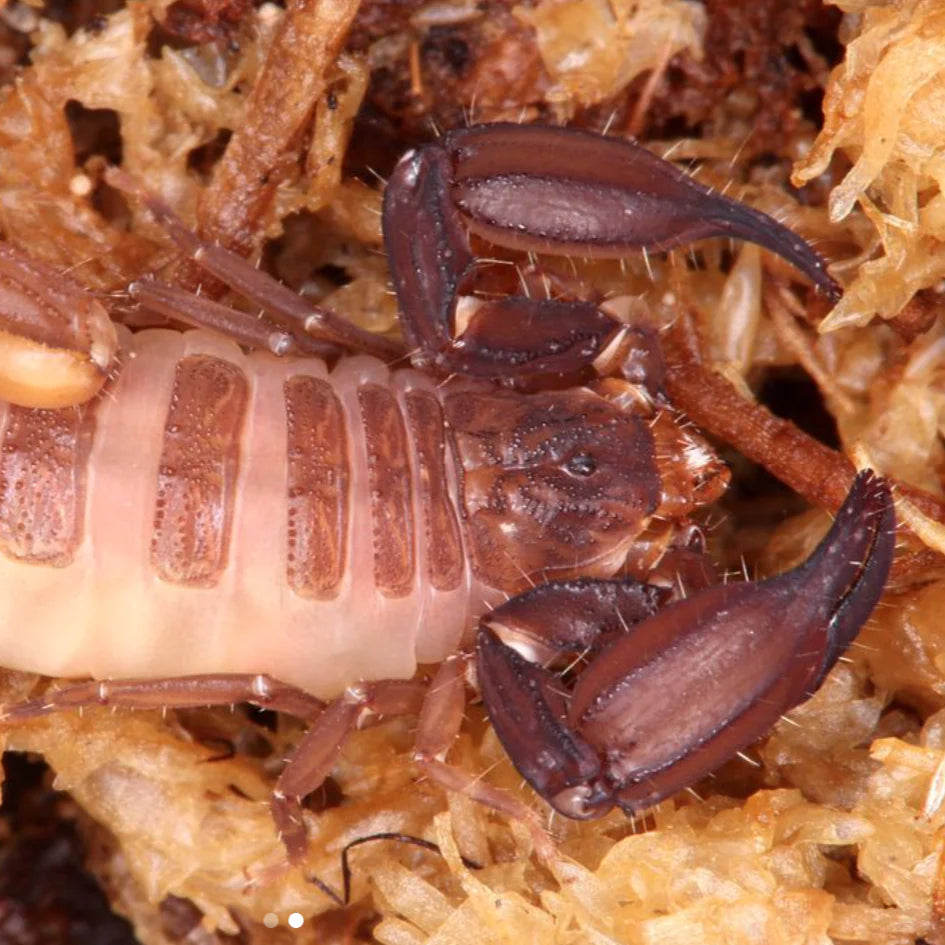 Chaerilus sejnai (Malaysian Brush) 0.25