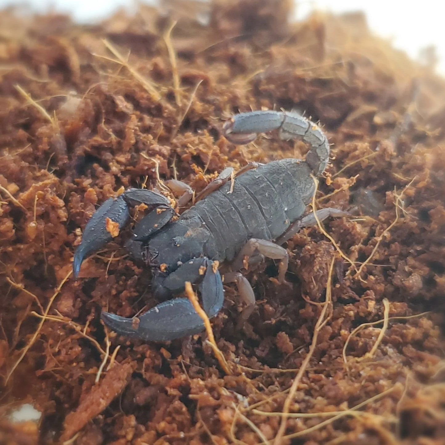 Chaerilus kautti (Thailand Flat Rock) 0.25