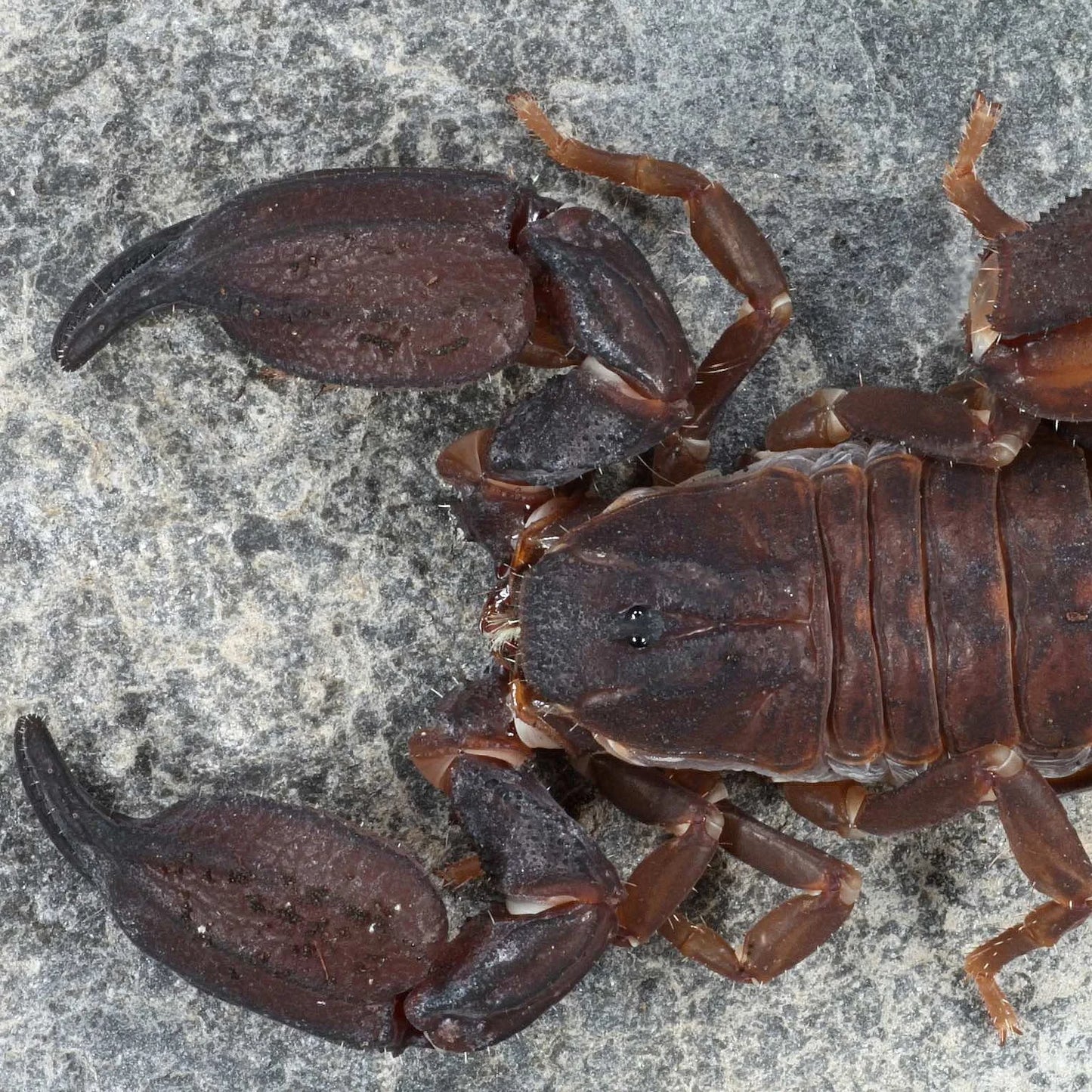 Chaerilus cimrmani (Thailand Black)