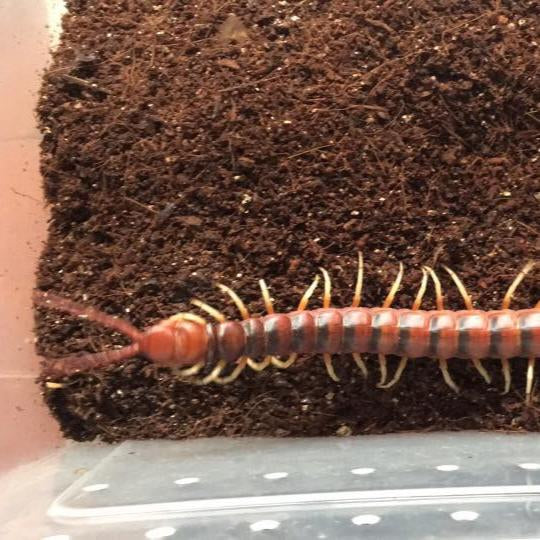 Scolopendra sp white legs 3-4 inch