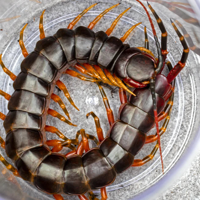 Scolopendra galapagoensis dark 4-5 inch