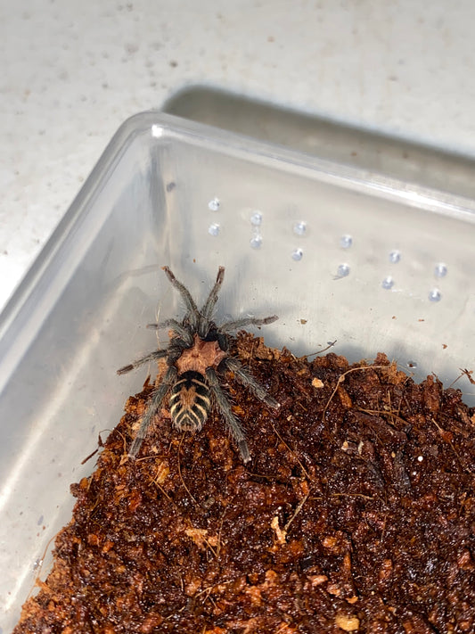 Davus sp Ruficeps (Costa Rican Suntiger) 2 in unsexed