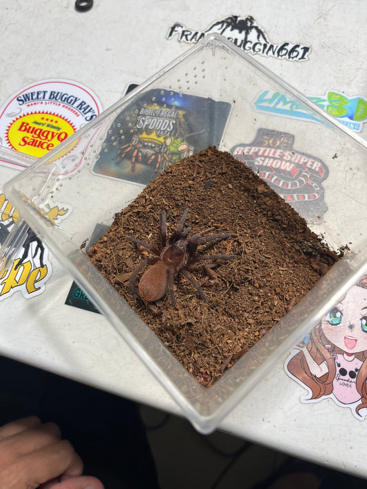 Citharacanthus Cyanus (Cuban Orange/Violet Dwarf) female