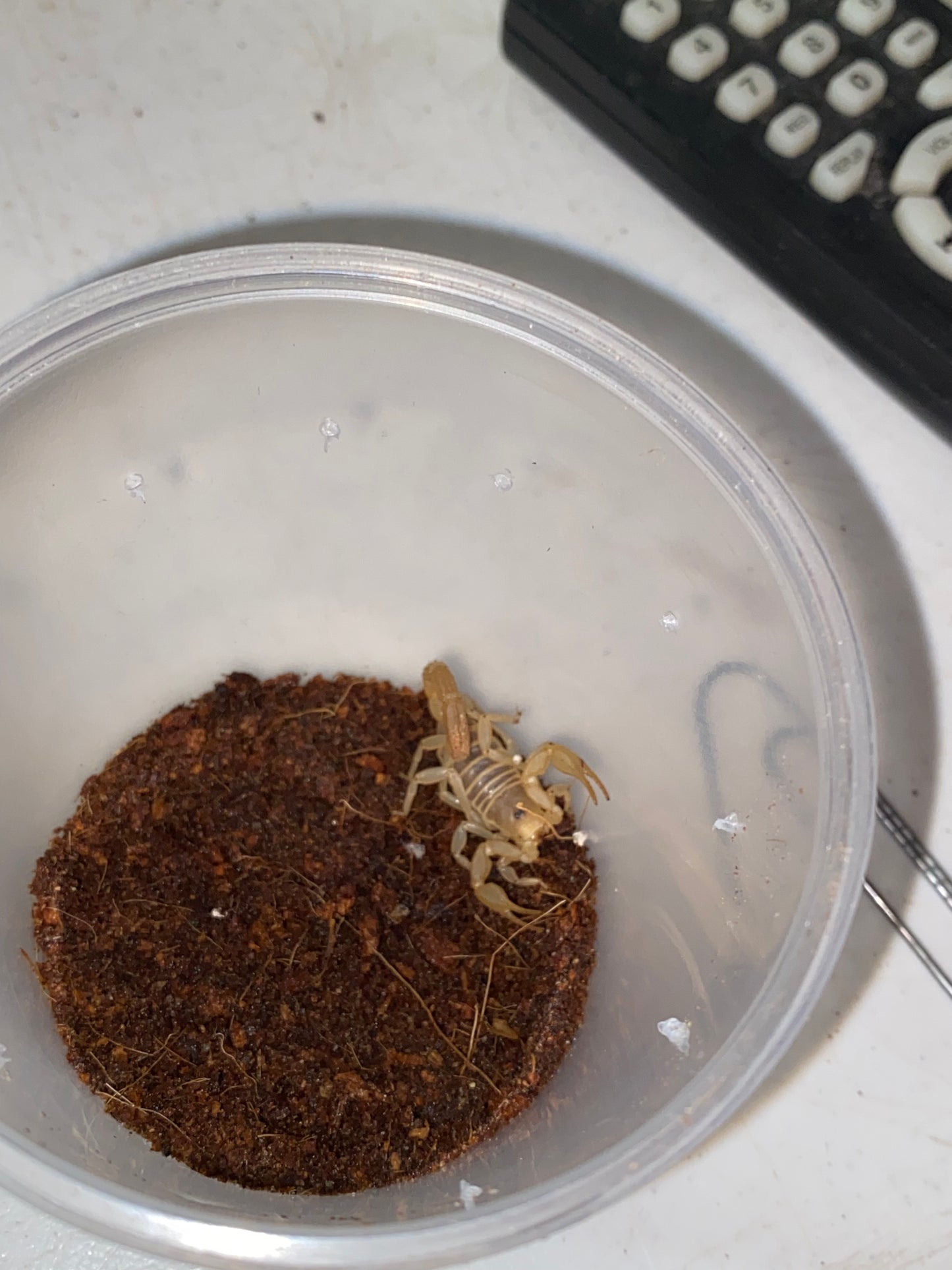Dune Scorpion