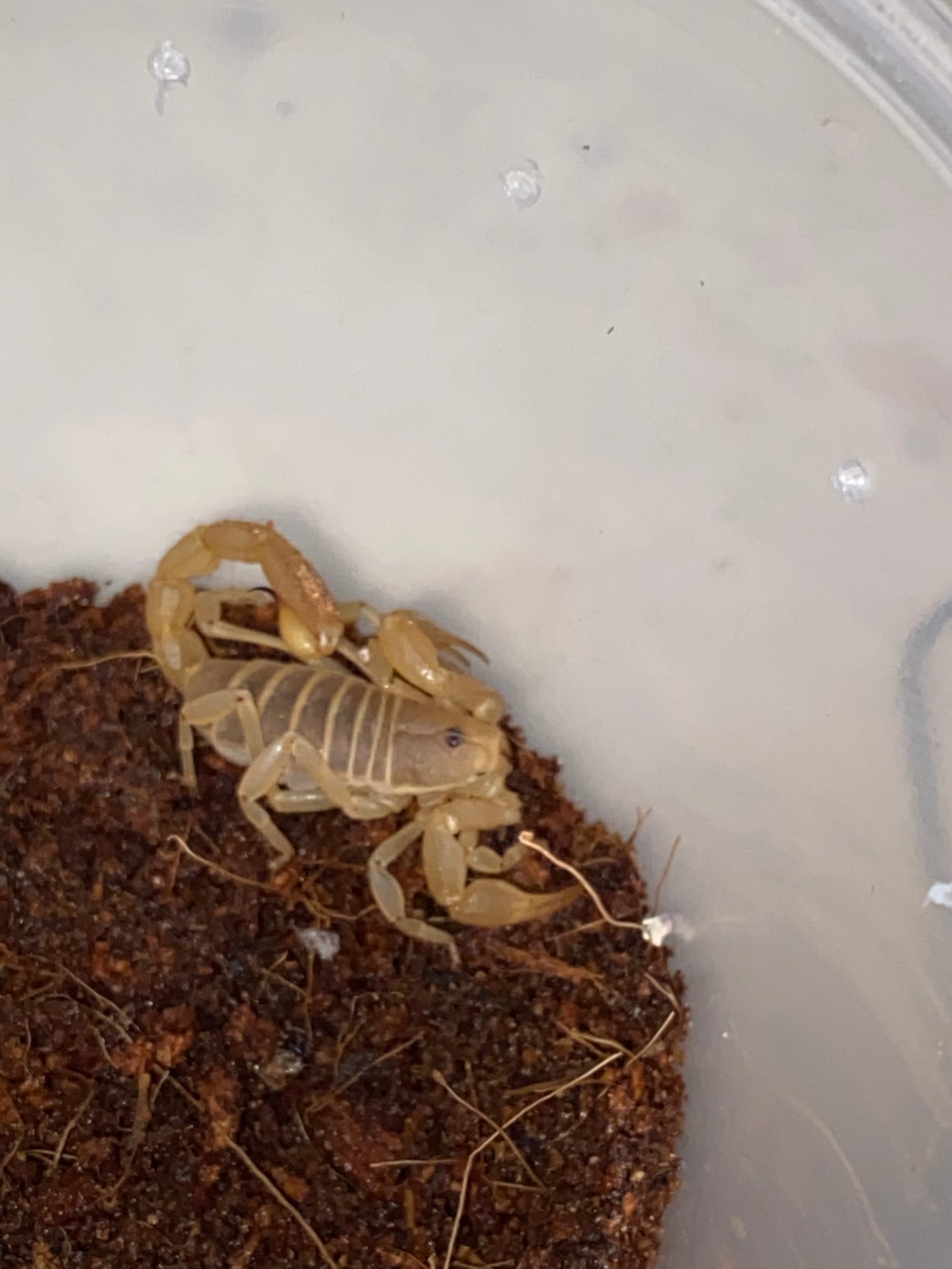Dune Scorpion