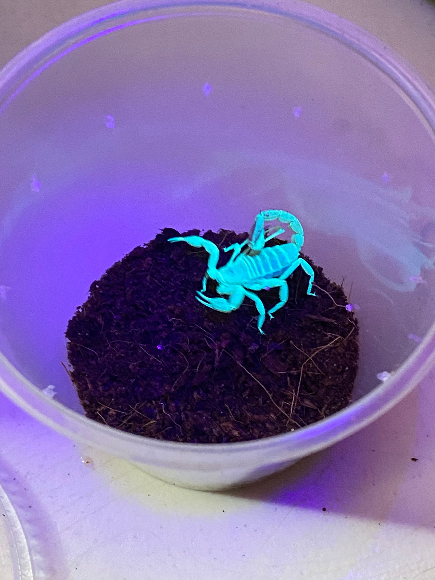 Dune Scorpion
