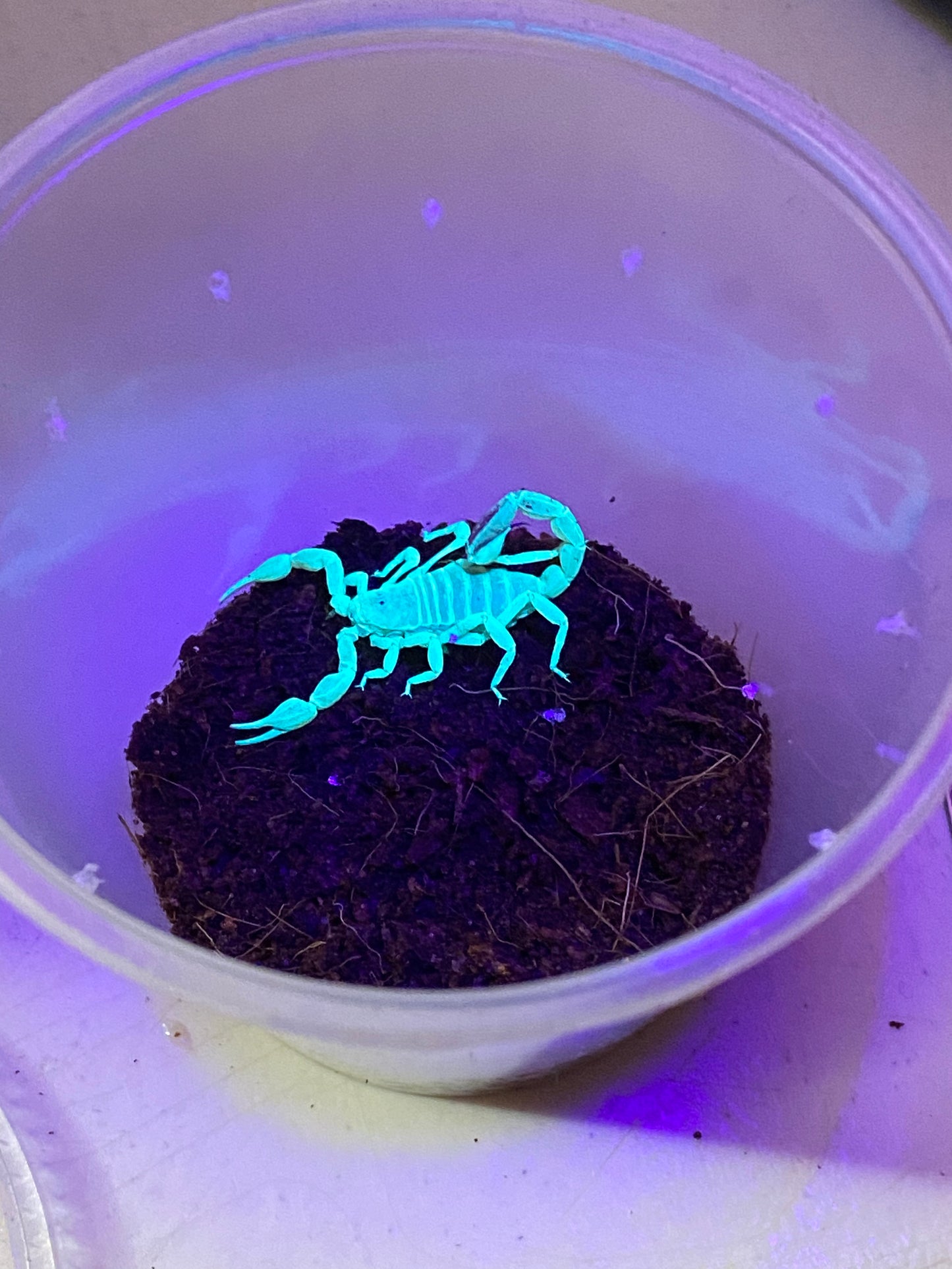 Dune Scorpion