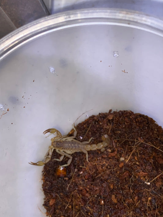 Lesser Striped Tail Scorpion