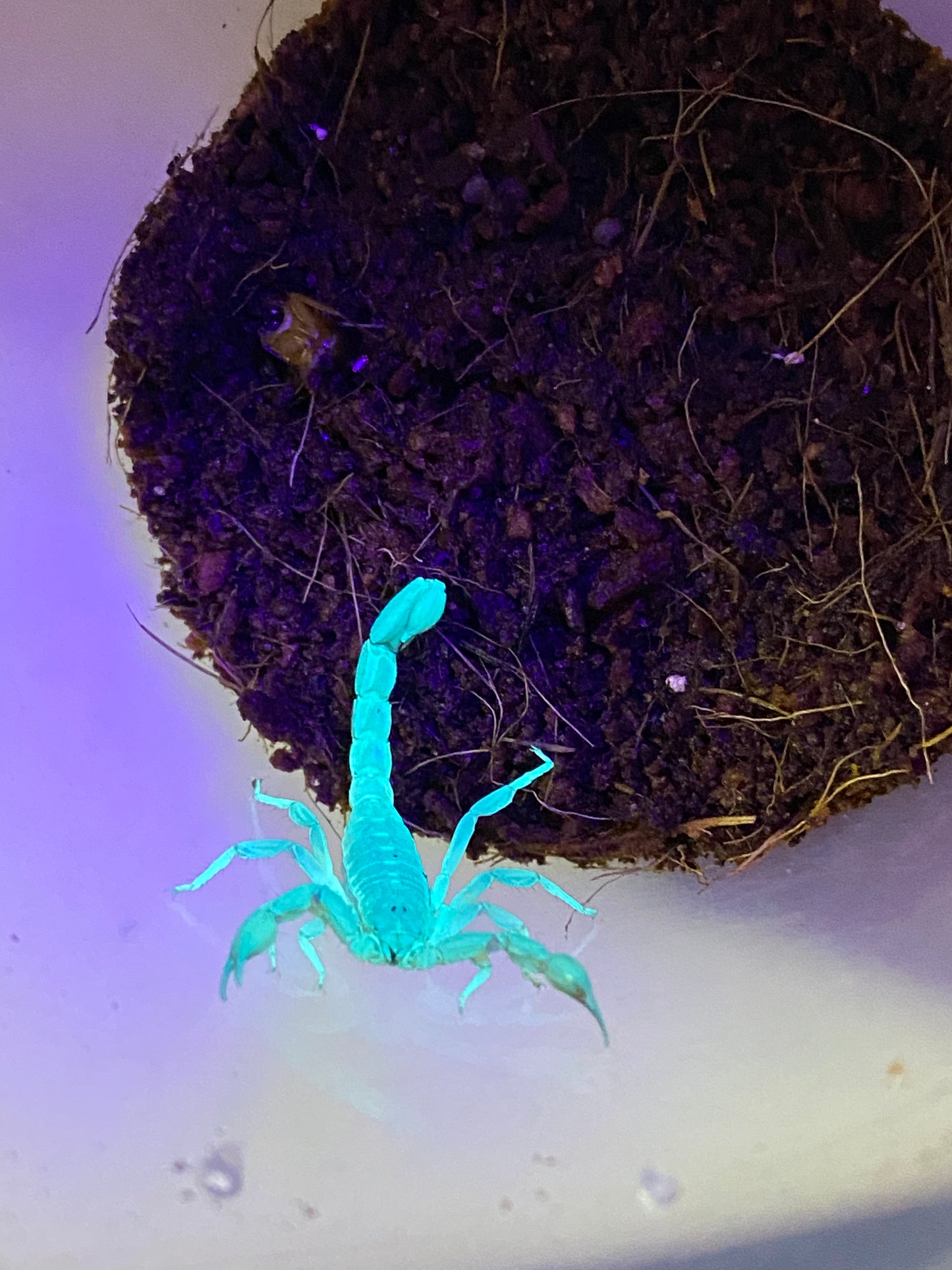 Lesser Striped Tail Scorpion