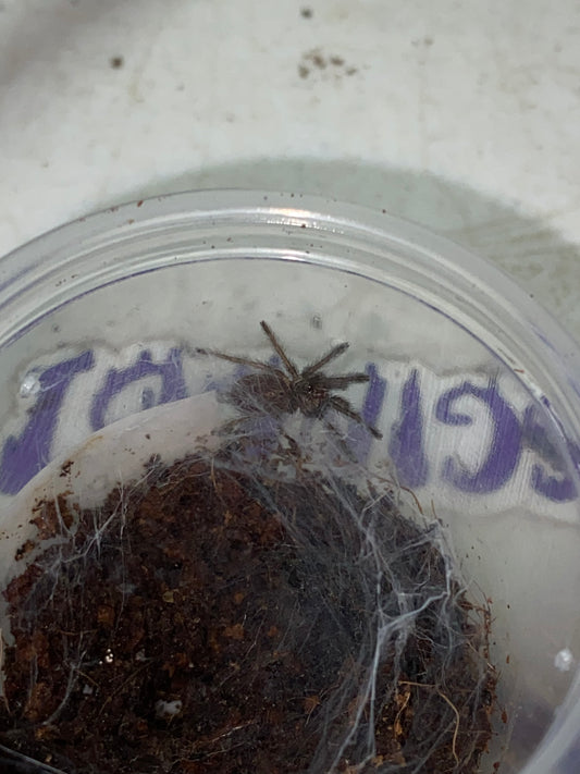 Dolichothele Diamantinensis (Brazilian Blue Dwarf Beauty)