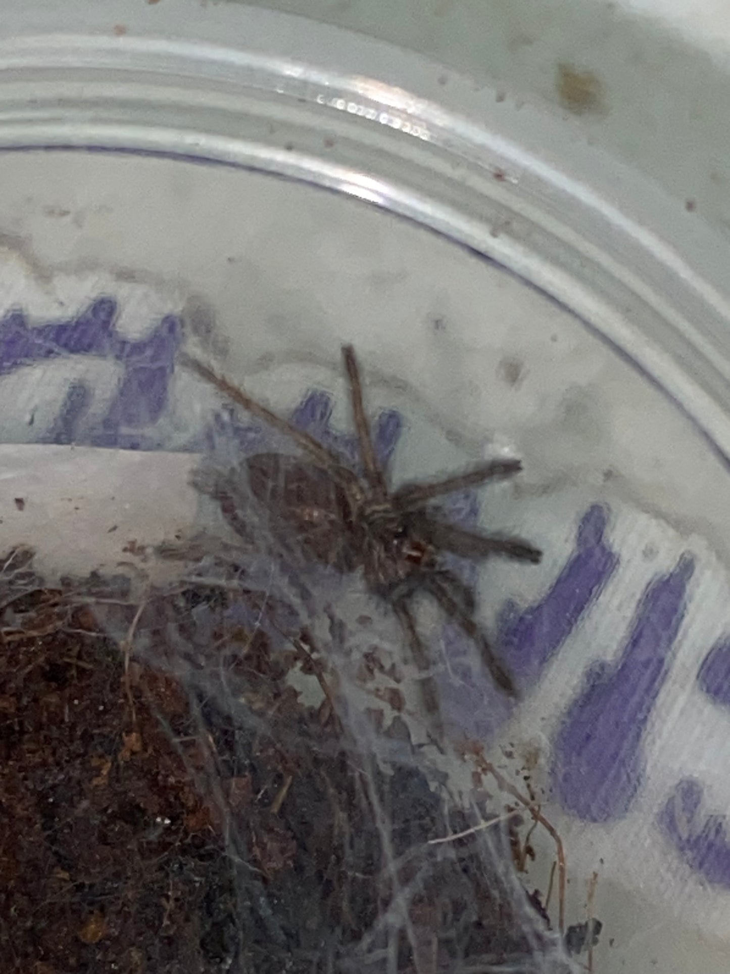 Dolichothele Diamantinensis (Brazilian Blue Dwarf Beauty)