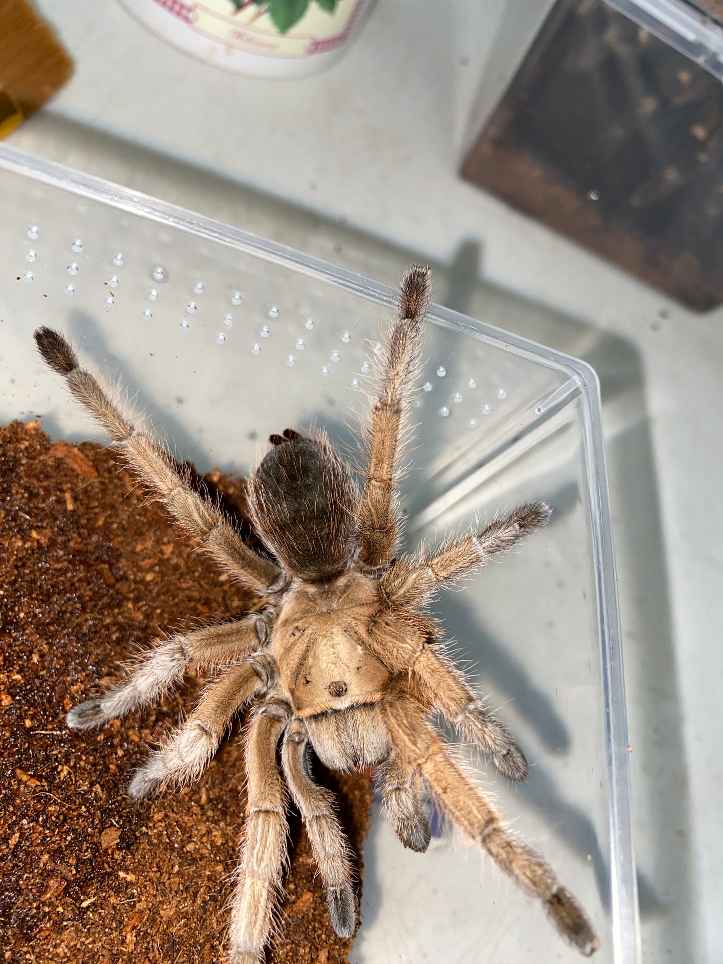 Aphonopelma sp Michoacán (Michoacán Blonde)