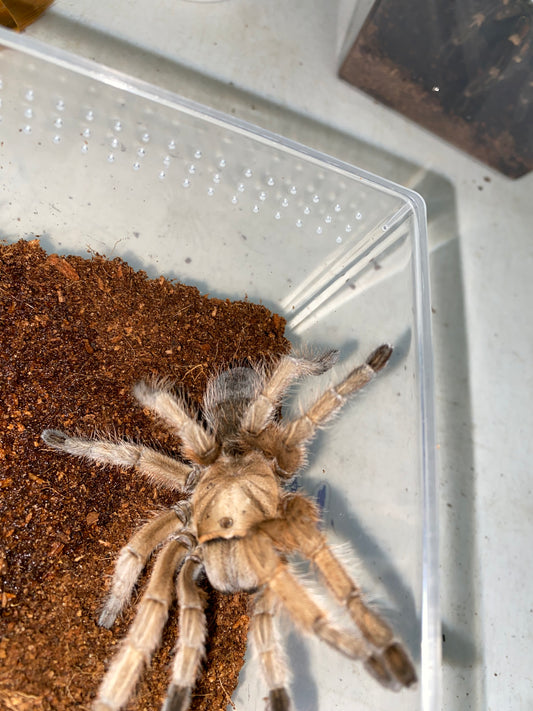 Aphonopelma sp Michoacán (Michoacán Blonde)