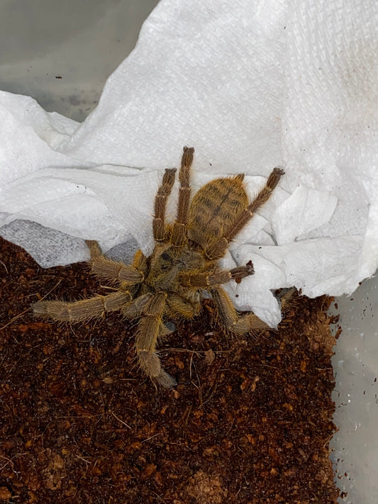 Cyriopagopus cf Schmidti (Phong Nha-Ke Bang)