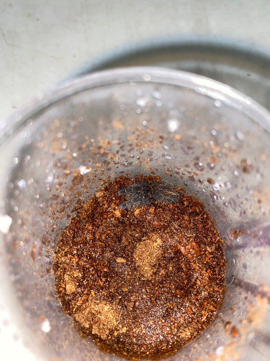 Cyriopagopus Vahalla (Emerald Shadow Tree Spider)