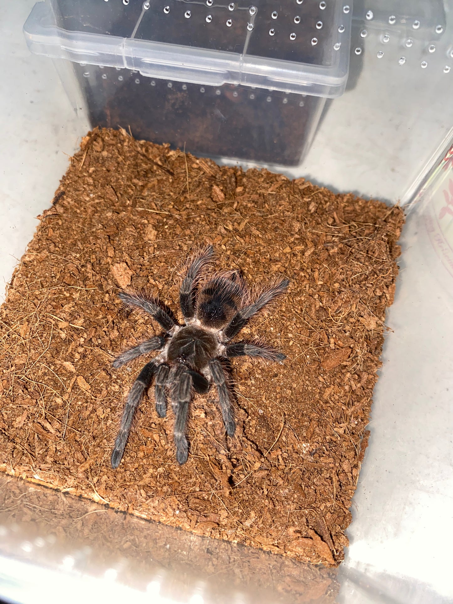 Pamphobeteus mascara (Mascara Giant Birdeater)