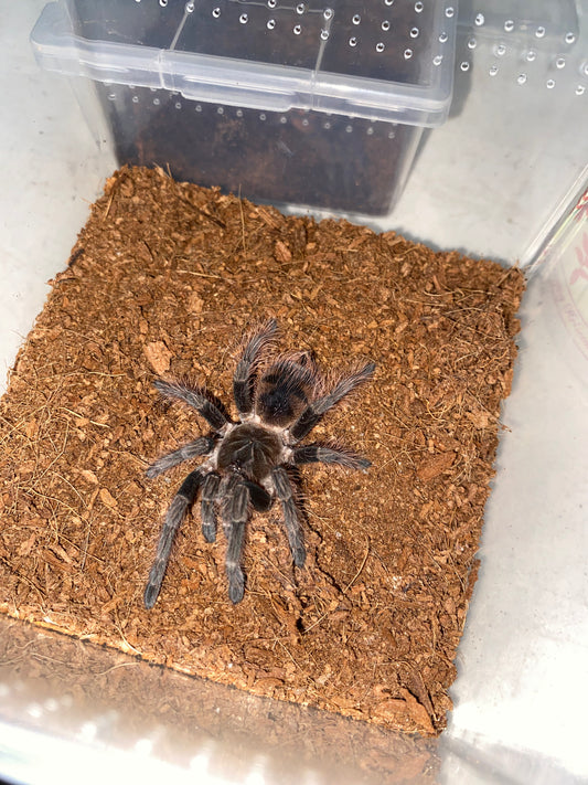 Pamphobeteus mascara (Mascara Giant Birdeater) 2 in