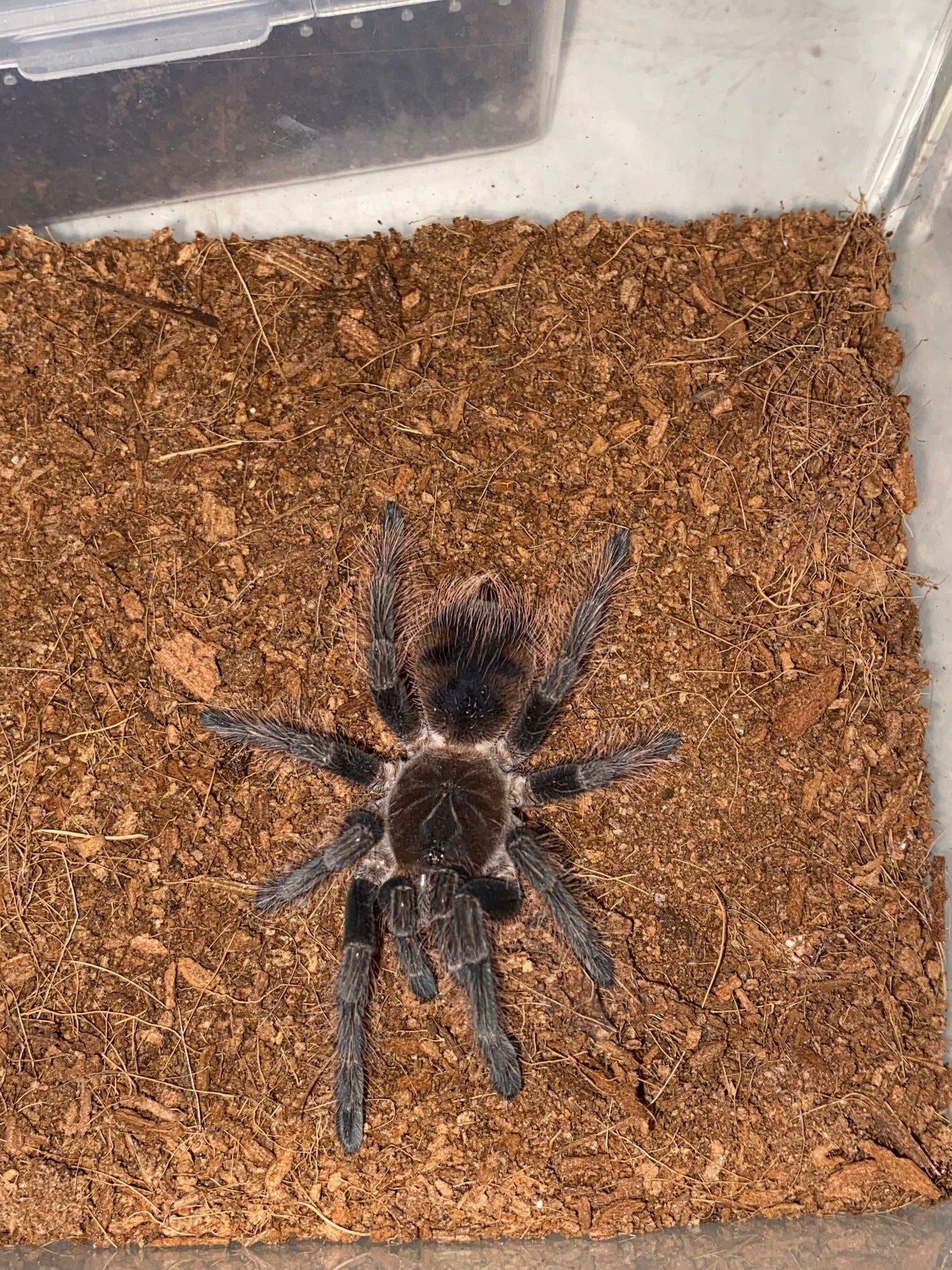Pamphobeteus mascara (Mascara Giant Birdeater)