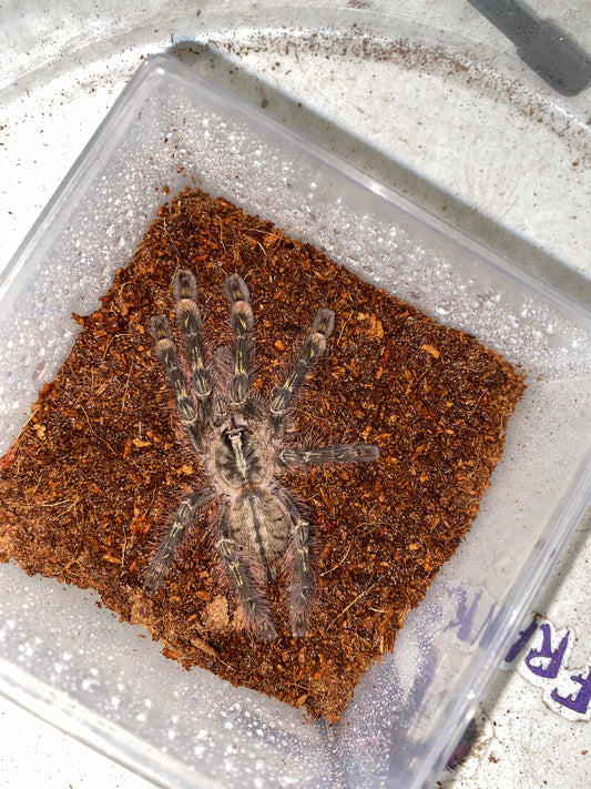 Poecilotheria Rufilata (Slate-Red Ornamental)