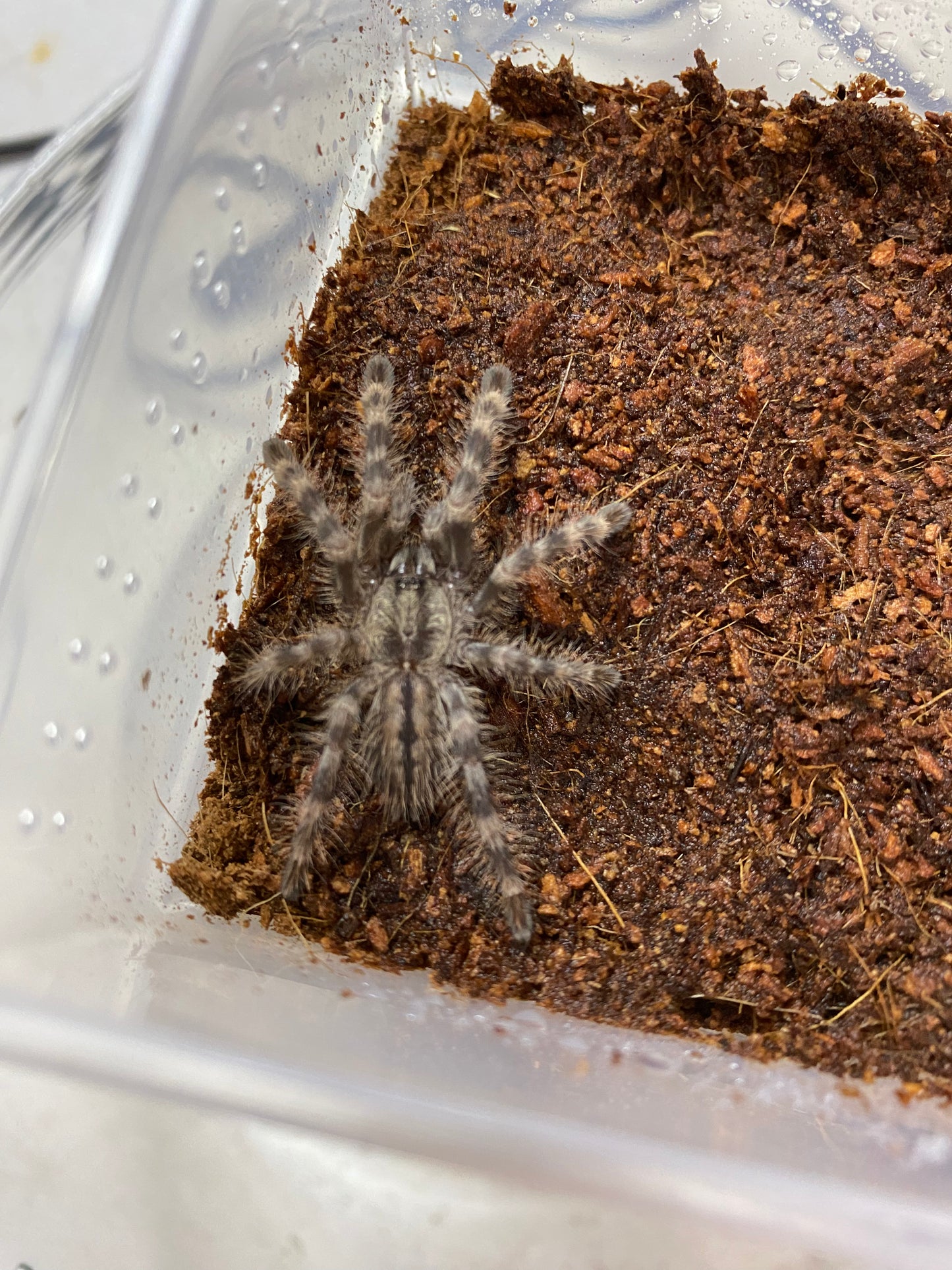 Poecilotheria Formosa (Salem Ornamental)
