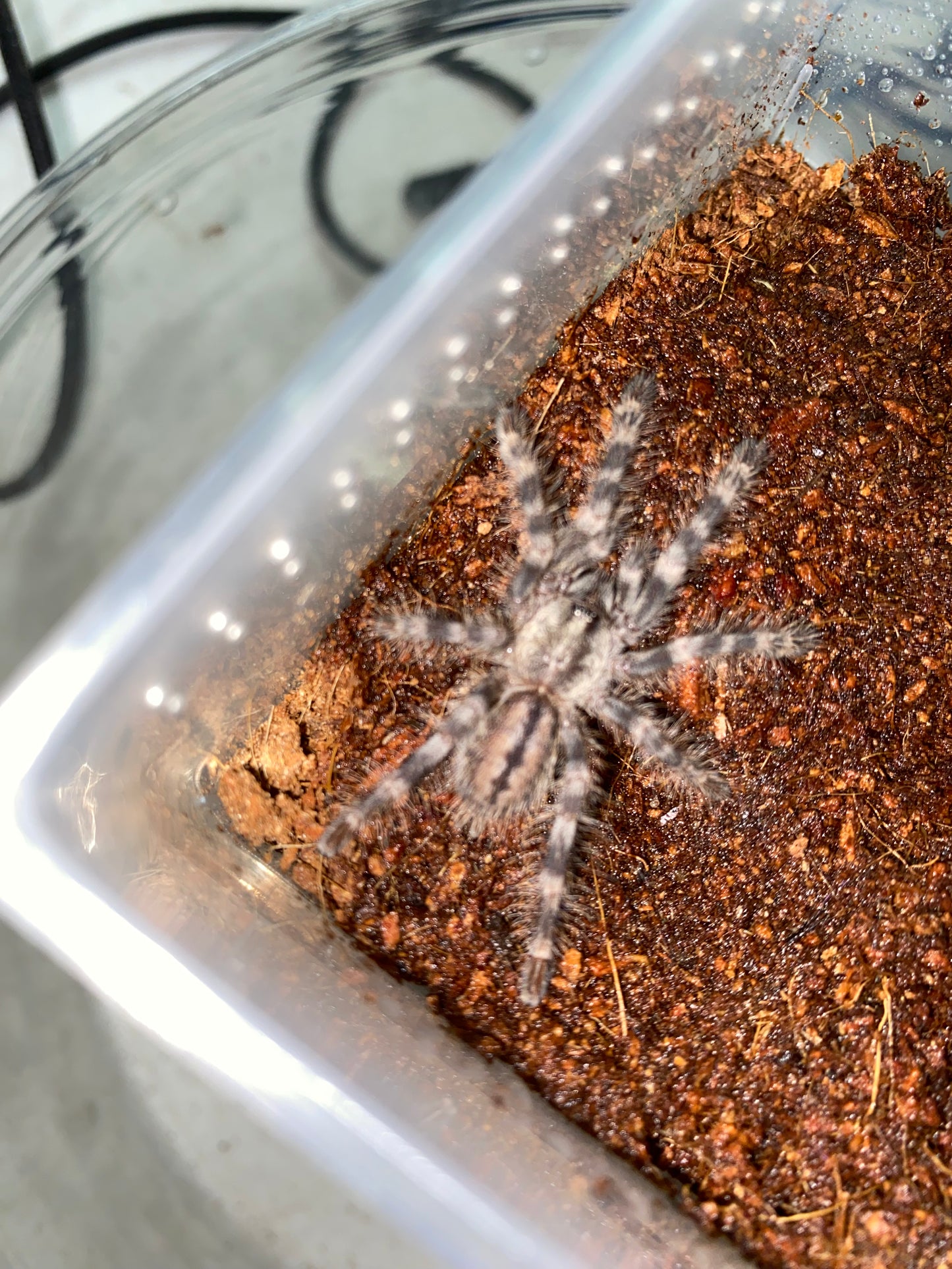 Poecilotheria Formosa (Salem Ornamental)