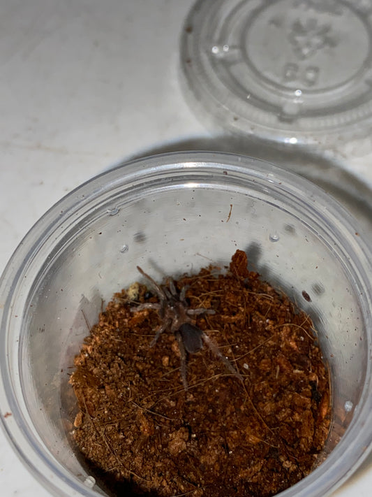 Holothele Longipes (Trinidad Pink)