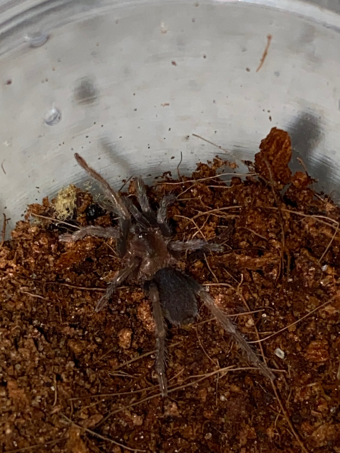 Holothele Longipes (Trinidad Pink)