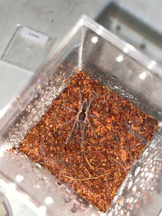 Guyruita Cerrado (Brazilian Savanna)