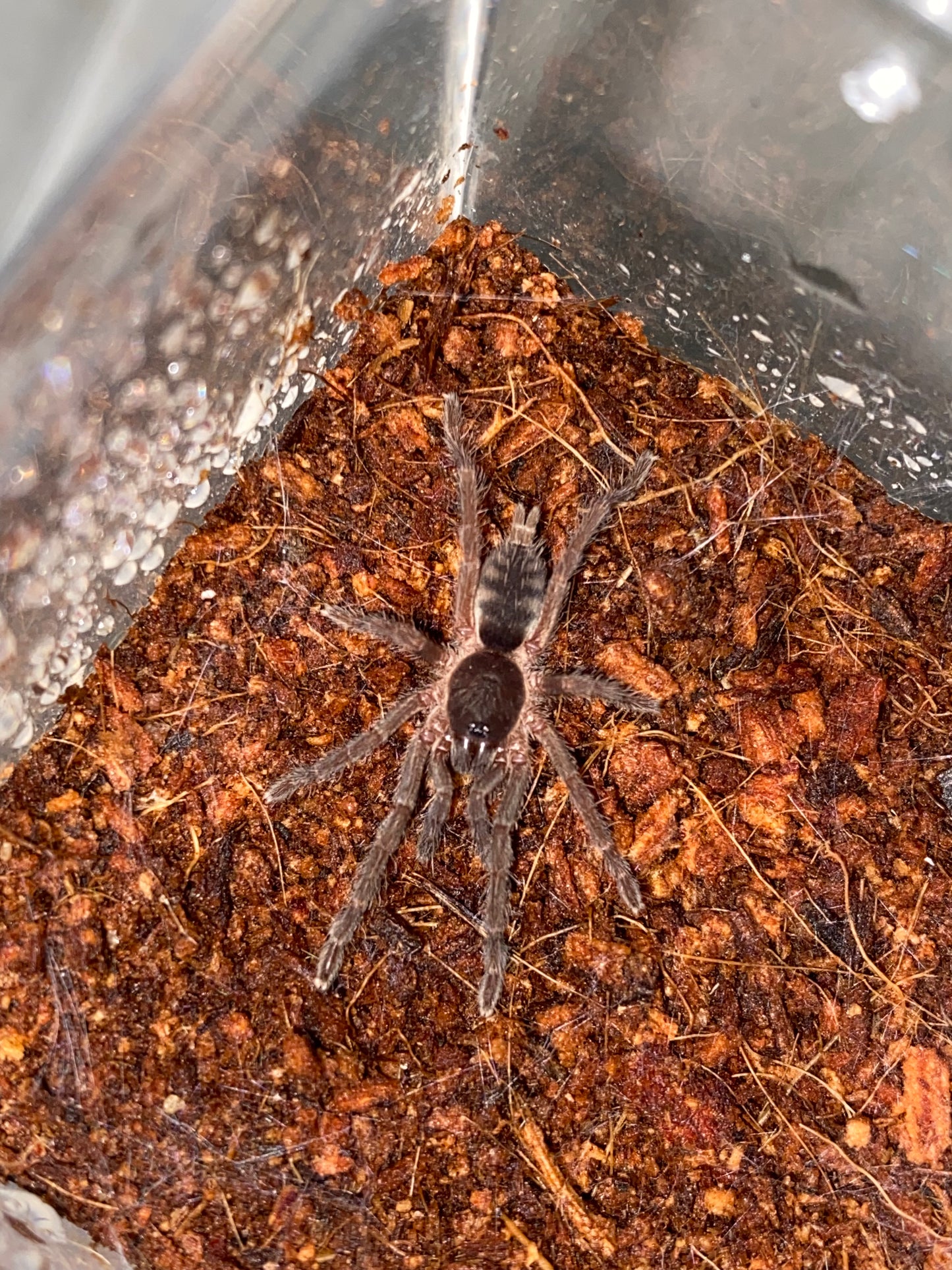 Guyruita Cerrado (Brazilian Savanna)