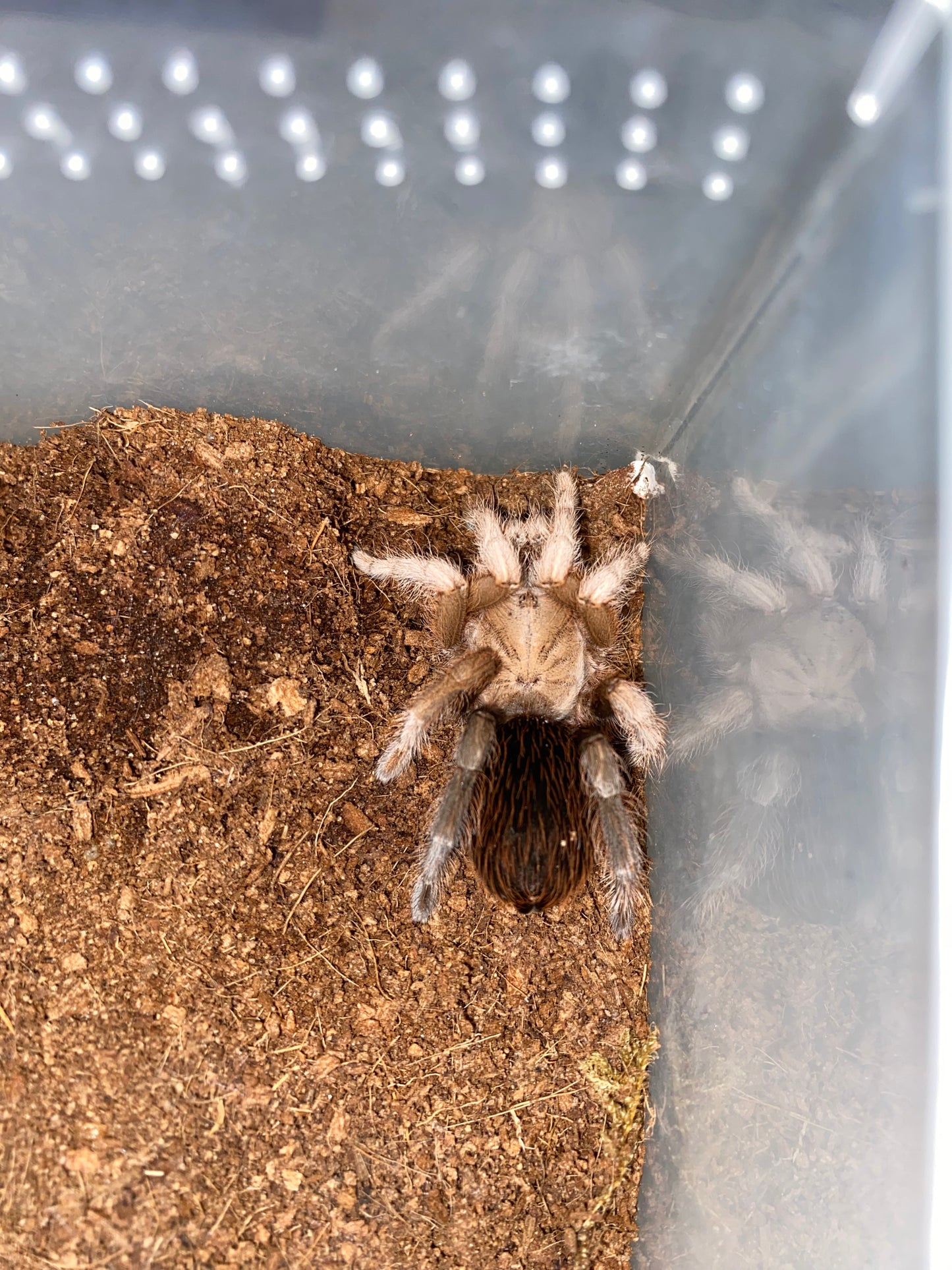 Aphonopelma sp Diamond Back (Dessert Diamondback) 1in