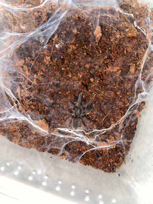 Ceratogyrus Marshalli (Straight Horned Baboon)