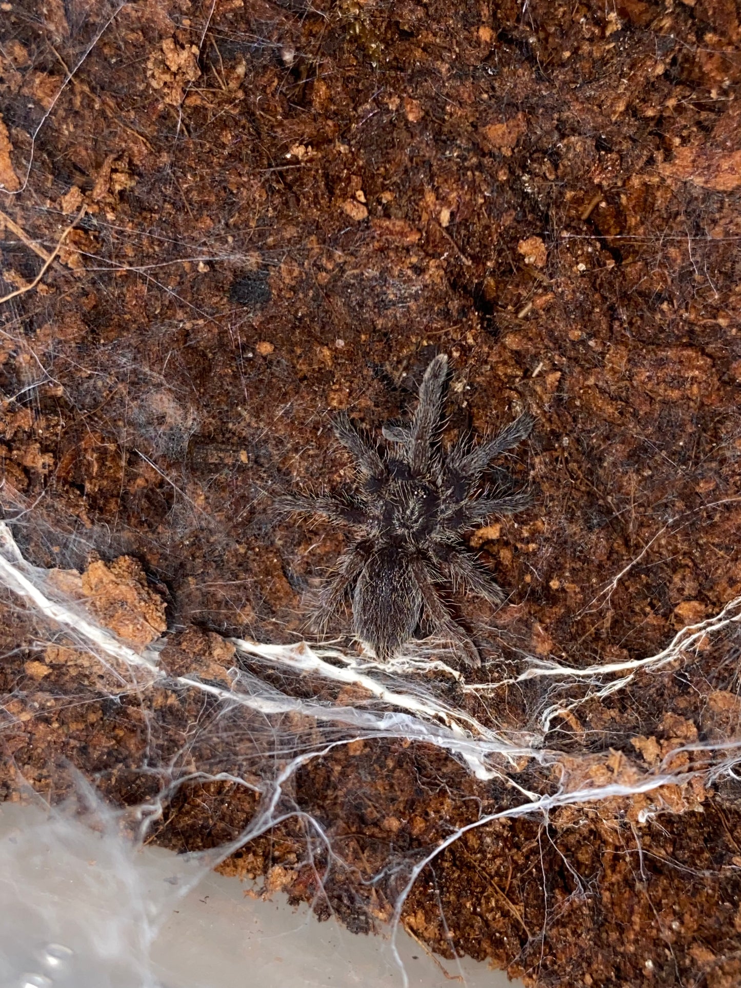 Ceratogyrus Marshalli (Straight Horned Baboon)