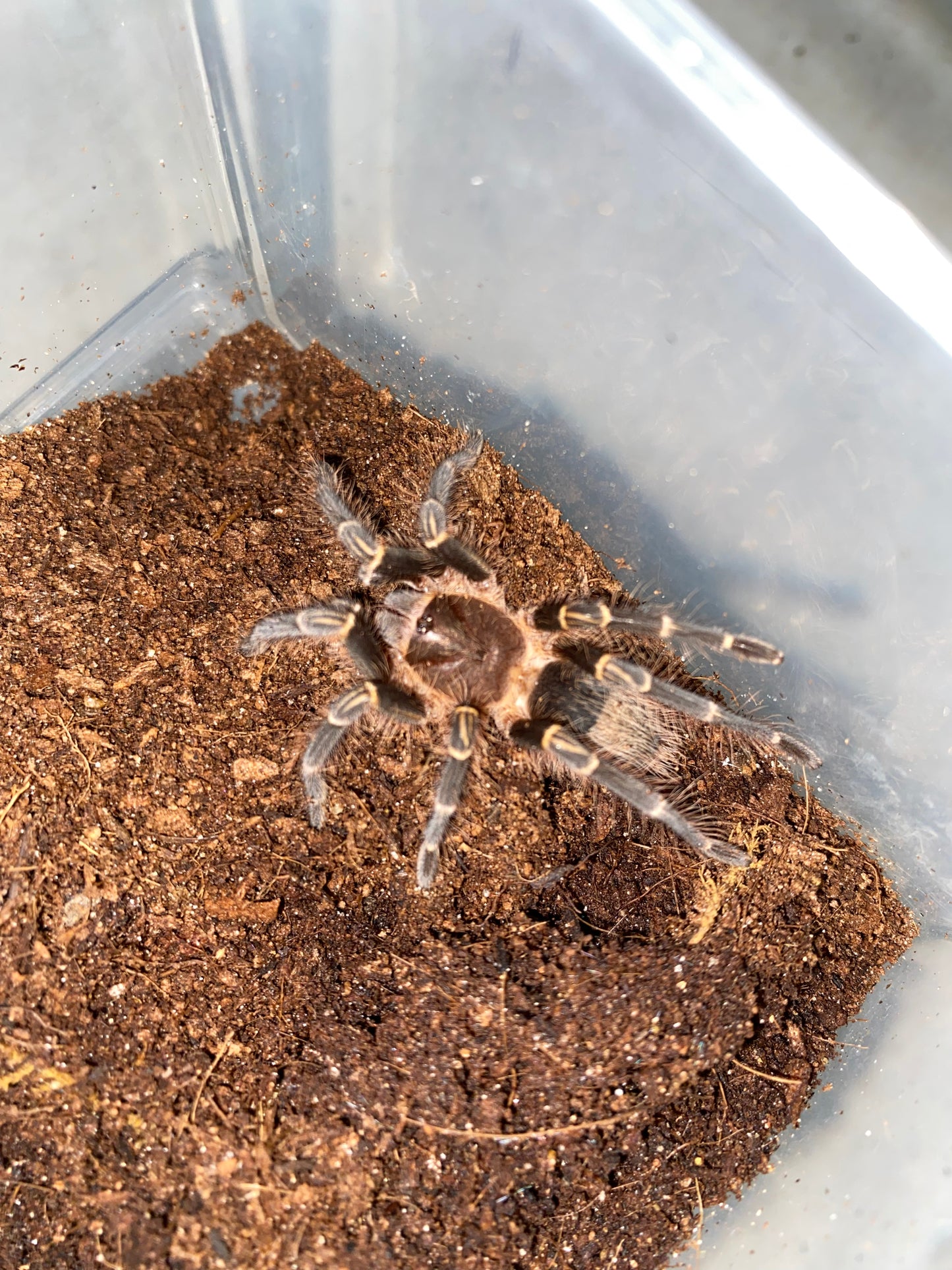 Grammostola Pulchripes (Chaco Golden Knee)