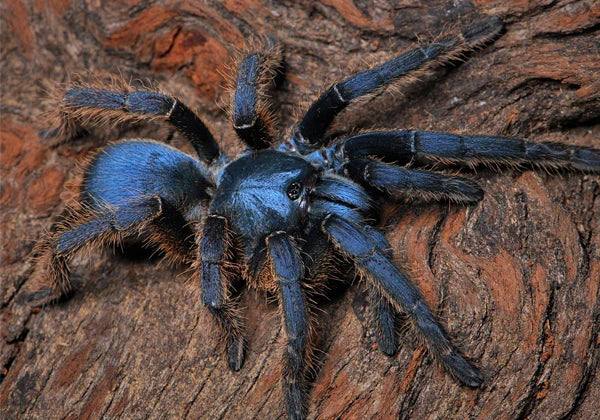 Ornithoctoninae sp Vietnam Silver