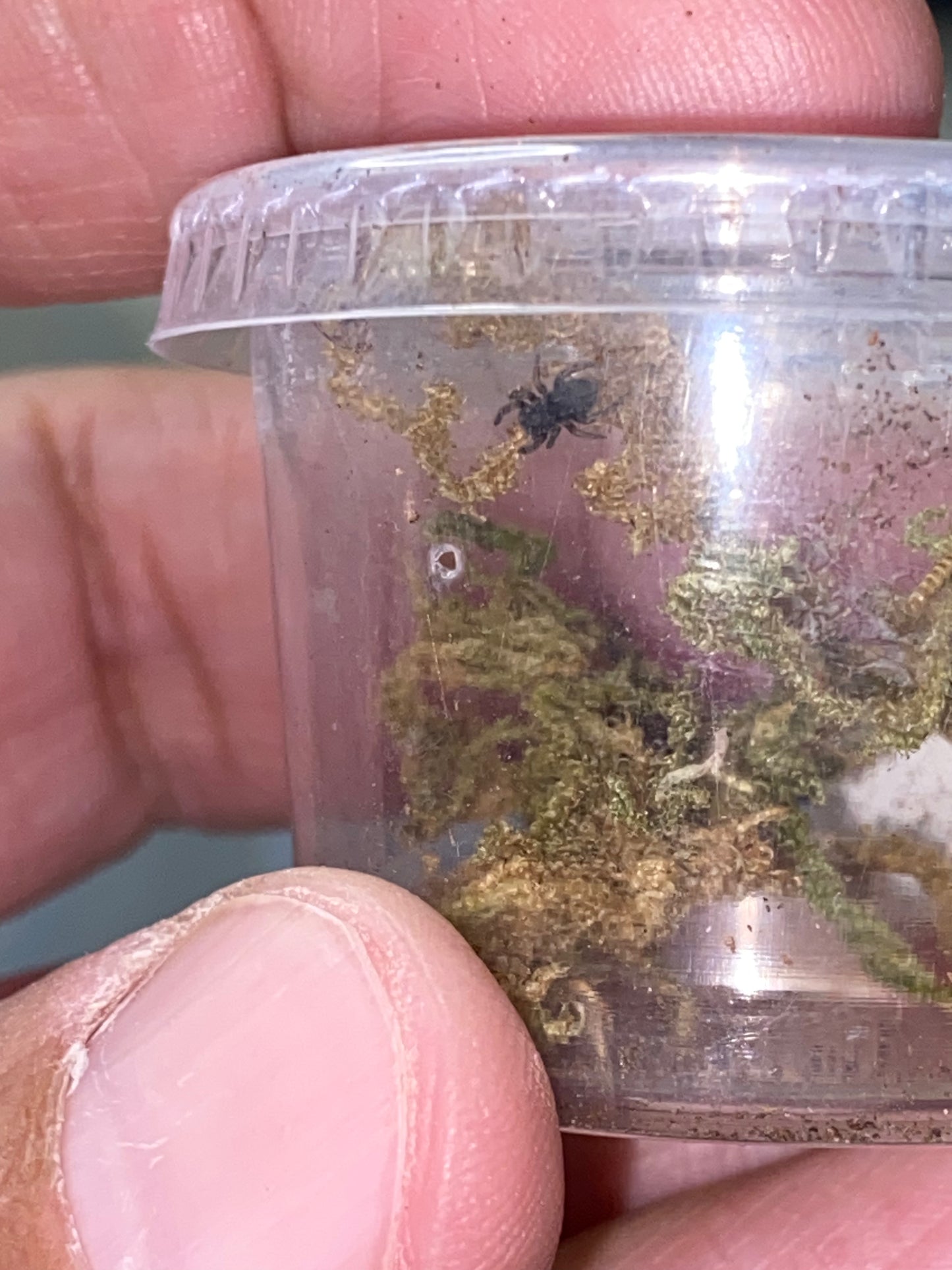 Eresus Hermani (Ladybird Spider)
